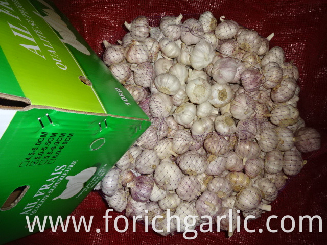 Fresh High Quality Garlic Crop 2019